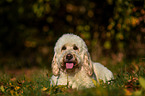 liegender Goldendoodle