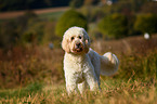 stehender Goldendoodle