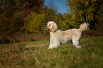 stehender Goldendoodle