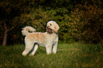 stehender Goldendoodle