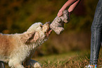 Mensch mit Goldendoodle