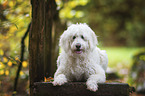 liegender Goldendoodle