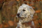 Goldendoodle Portrait