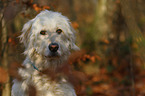 Goldendoodle Portrait