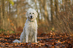 sitzender Goldendoodle