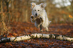 springender Goldendoodle