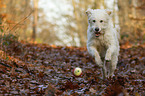 rennender Goldendoodle