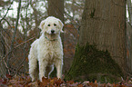 Goldendoodle