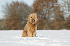 sitzender Goldendoodle