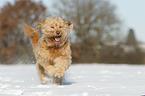 rennender Goldendoodle