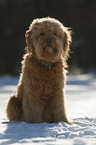 sitzender Goldendoodle