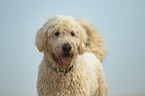 Goldendoodle Portrait