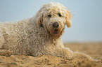 liegender Goldendoodle