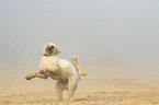 spielender Goldendoodle