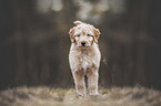 junger Goldendoodle