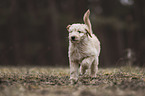 junger Goldendoodle