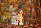 Goldendoodle im Herbst