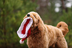 Goldendoodle mit Weihnachtsdeko