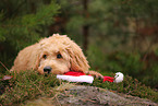 Goldendoodle mit Weihnachtsdeko