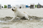 ausgewachsener Goldendoodle