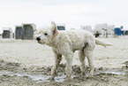 ausgewachsener Goldendoodle