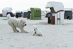 ausgewachsener Goldendoodle und Mischling