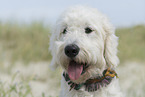 ausgewachsener Goldendoodle