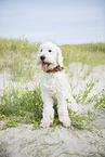 ausgewachsener Goldendoodle