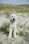 ausgewachsener Goldendoodle