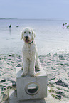 ausgewachsener Goldendoodle