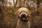 Goldendoodle Rde