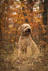 Goldendoodle Rde