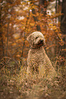 Goldendoodle Rde