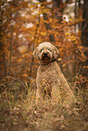 Goldendoodle Rde