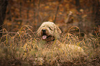 Goldendoodle Rde