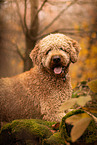 Goldendoodle Rde