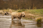 Goldendoodle Rde