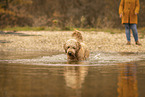 Goldendoodle Rde