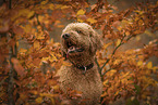 Goldendoodle Rde