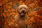 Goldendoodle Rde