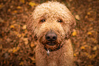 Goldendoodle Rde