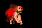 Goldendoodle beim Holi Shooting