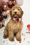 Goldendoodle