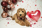 Goldendoodle