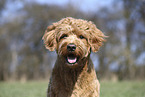 Goldendoodle Rde