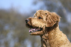 Goldendoodle Rde