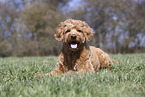 Goldendoodle Rde