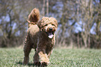 Goldendoodle Rde