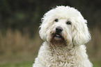 Goldendoodle