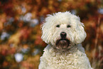 Goldendoodle